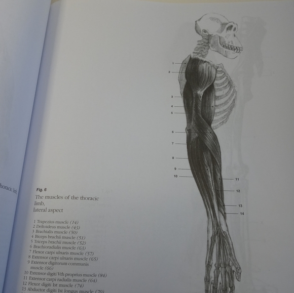 Cyclopedia Anatomicae. Anatomy's Book. Science book. Human Anatomy. Animal - Picture 11 of 16